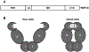 Fig. (1).