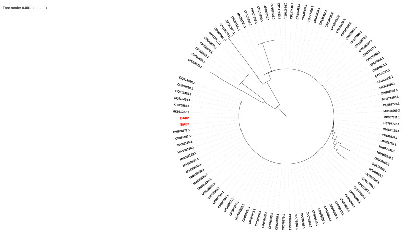 Figure 2