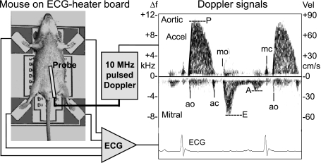 Fig. 2.