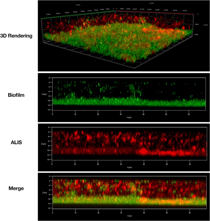 FIGURE 1