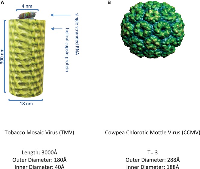 FIGURE 3