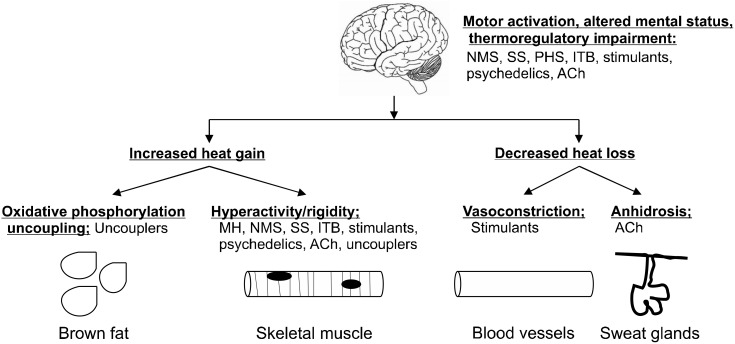 Drug-induced Hyperthermic Syndromes in Psychiatry - PMC