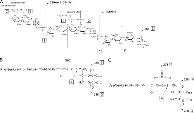 FIG. 1.