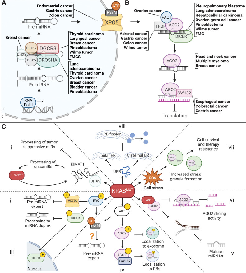 Figure 1. The miRNA regulatory pathway, associated cancers and the effect of KRASMUT on miRNA processing. A, Nuclear miRNA processing and cancers associated with mutations in the microprocessor. B, Cytoplasmic miRNA processing and cancers associated with mutations in cytoplasmic factors. C, KRASMUT-induced effects on miRNA biogenesis, processing, and function. (i) increased oncomirs and decreased tumor suppressive miRNAs via KIMAT1 and DHX9. (ii) Decreased miRNA export. (iii) Decreased cytoplasmic DICER processing function. (iv) Decreased exosomal miRNA secretion and increased PB localization of AGO2. (v) Inhibition of AGO2 miRNA processing function. (vi) Inhibition of AGO2 slicing activity. (vii) Upregulation of SG formation and increased cell survival and therapy resistance. (viii) Upregulation of UPR and shift from tubular to cisternal ER, causing decreased PB fission events and decreased PB numbers.