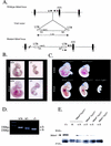 FIG.1.