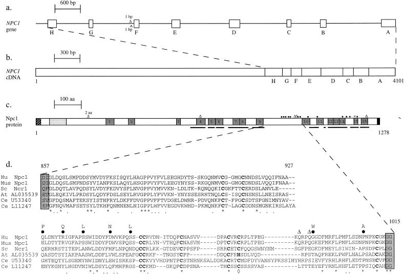 Figure  1