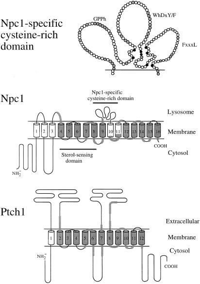 Figure  2