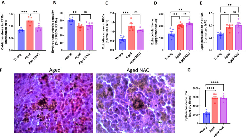 Figure 6—figure supplement 1.