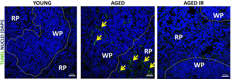 Figure 5—figure supplement 2.