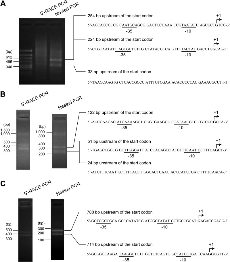 FIG 1