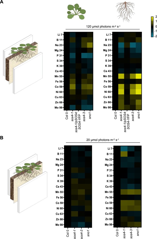 Figure 4