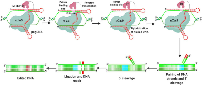 Figure 5