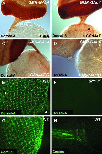 Figure 4.—