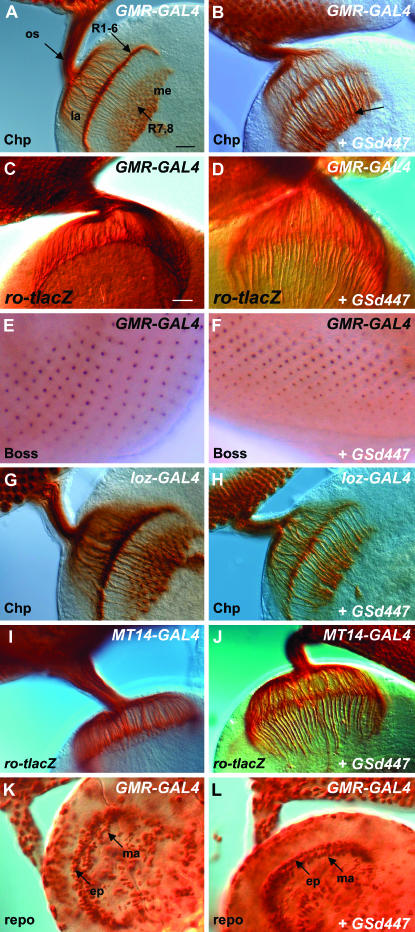 Figure 2.—