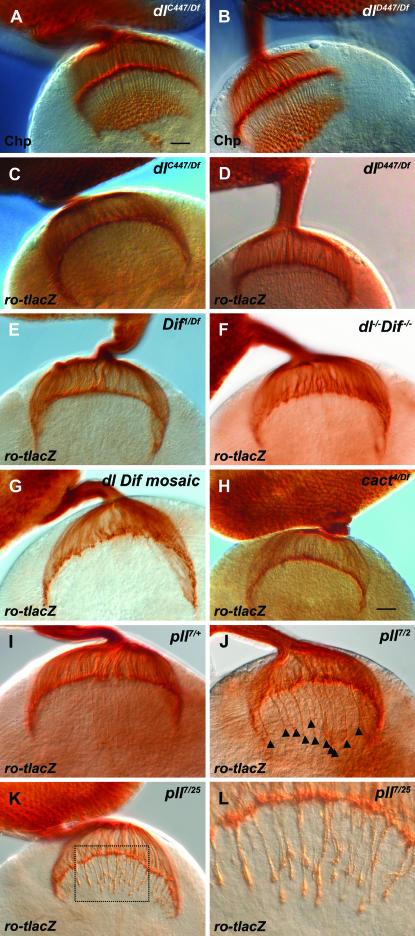 Figure 5.—