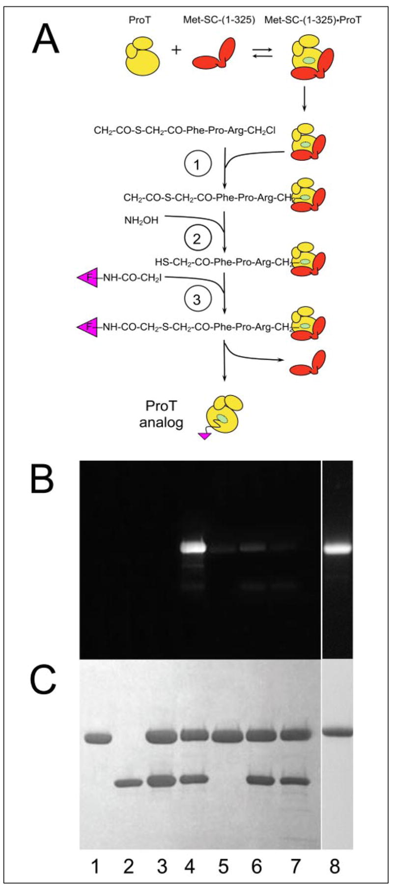 FIGURE 1