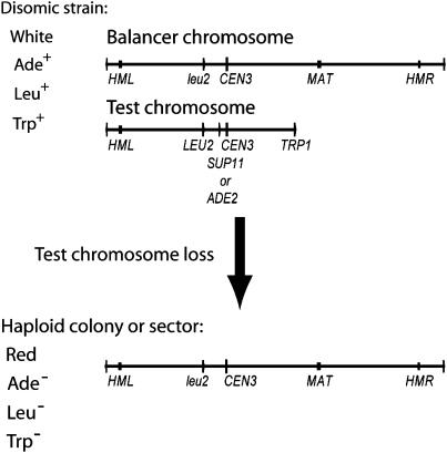 Figure 1.—