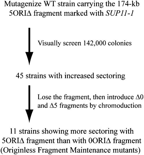 Figure 3.—