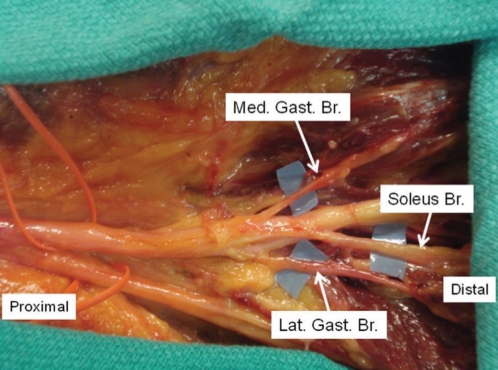 Figure 1)