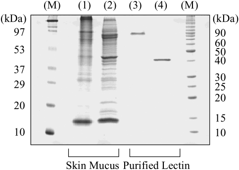 Fig. 1.