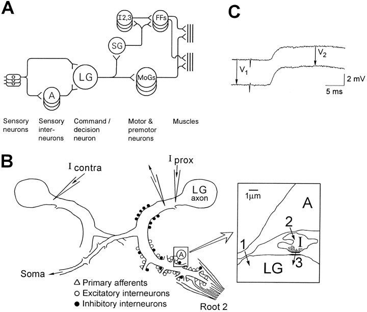 Fig. 1.