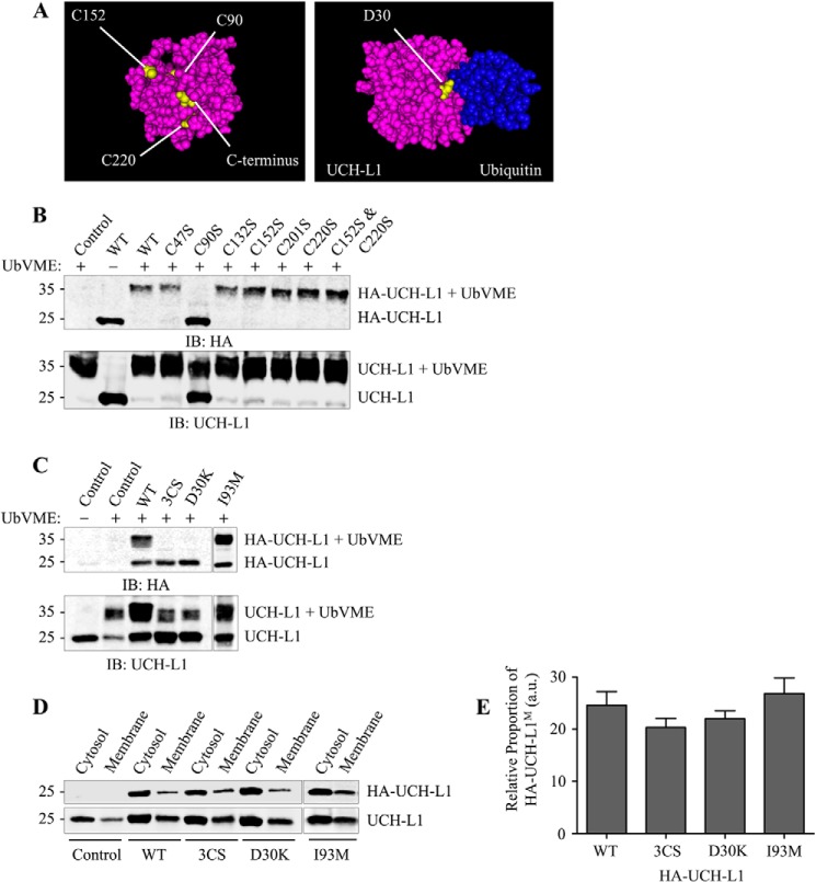 The Ubiquitin C-Terminal Hydrolase L1 (UCH-L1) C Terminus Plays a Key ...