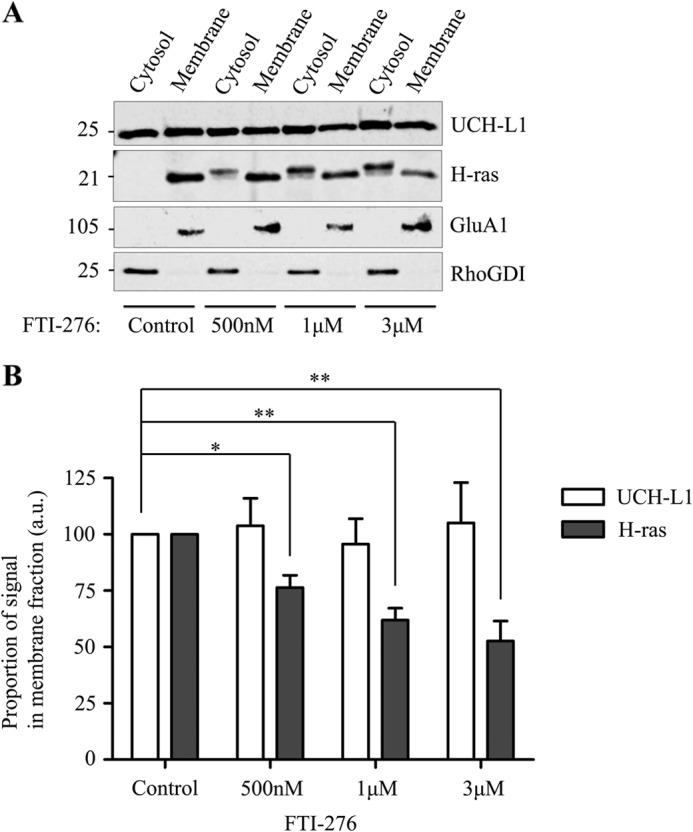 The Ubiquitin C-Terminal Hydrolase L1 (UCH-L1) C Terminus Plays a Key ...