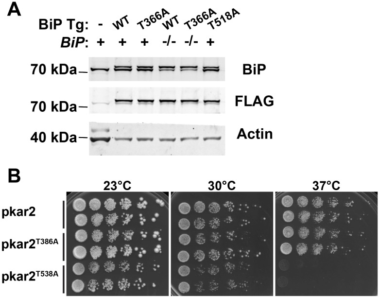 Figure 1—figure supplement 1.