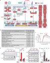 Aberrant constitutive type I IFN signalling in CRY1−/−/CRY2−/− cells restricts virus growth.