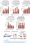 Altered proteostasis and stress responses underpin differences in WT and CKO antiviral state.