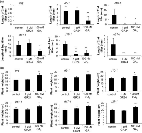 Fig. 1. Effects of SL and GA on tiller bud outgrowth and plant height in 2-week-old rice seedlings. (A) Lengths of second tillers in 2-week-old seedlings. The data are means±SD of six samples. (B) Plant heights of 2-week-old seedlings. The data are means±SD of six samples. * (p<0.05) and ** (p<0.01) indicate significant differences relative to controls.