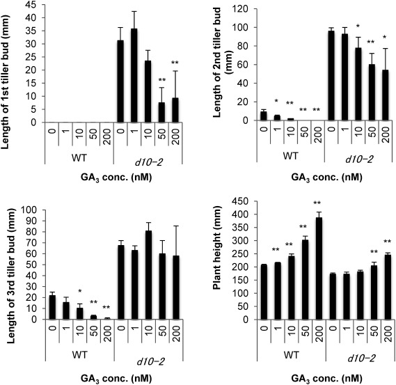 Fig. 2. Effect of GA on tiller bud growth and plant height in 3-week-old rice. First, second, and third tiller bud lengths and plant heights of 3-week-old rice. Using a t-test, the significant difference of * (p<0.05) and ** (p<0.01) as compared to 0 nM GA3-treated plants was obtained. Data are means±SD (n=6).