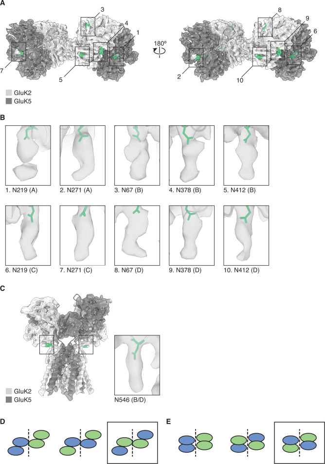 Figure 1—figure supplement 8.