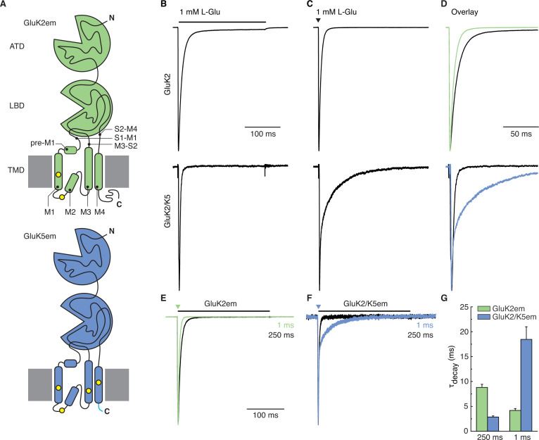 Figure 1—figure supplement 2.