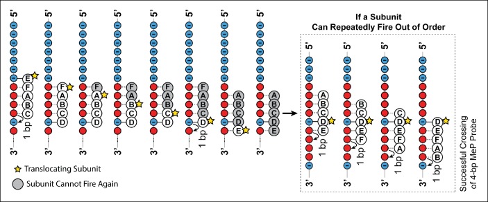 Figure 5—figure supplement 1.