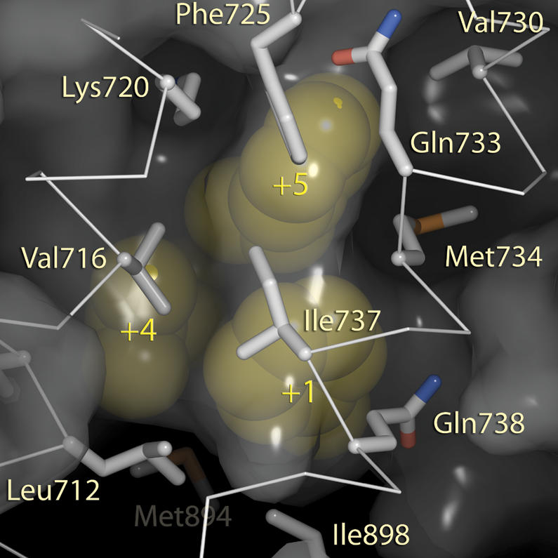 Surface complimentarity of hydrophobic motifs