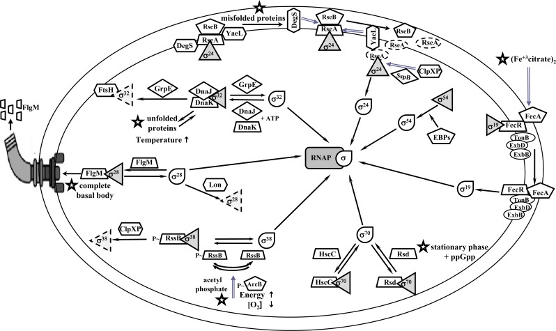 Fig. (2)