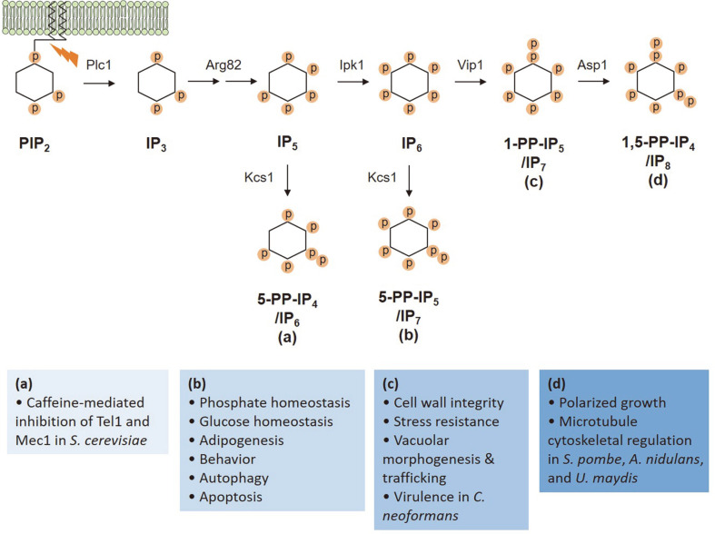 Fig. 2