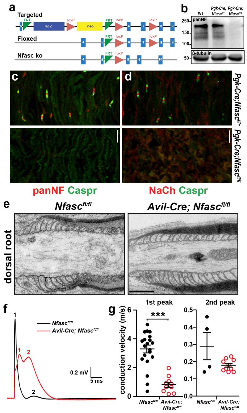 Figure 1—figure supplement 1.