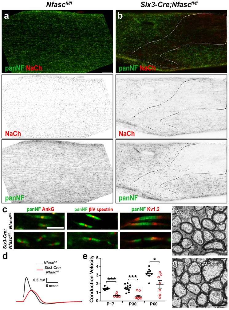 Figure 2—figure supplement 1.