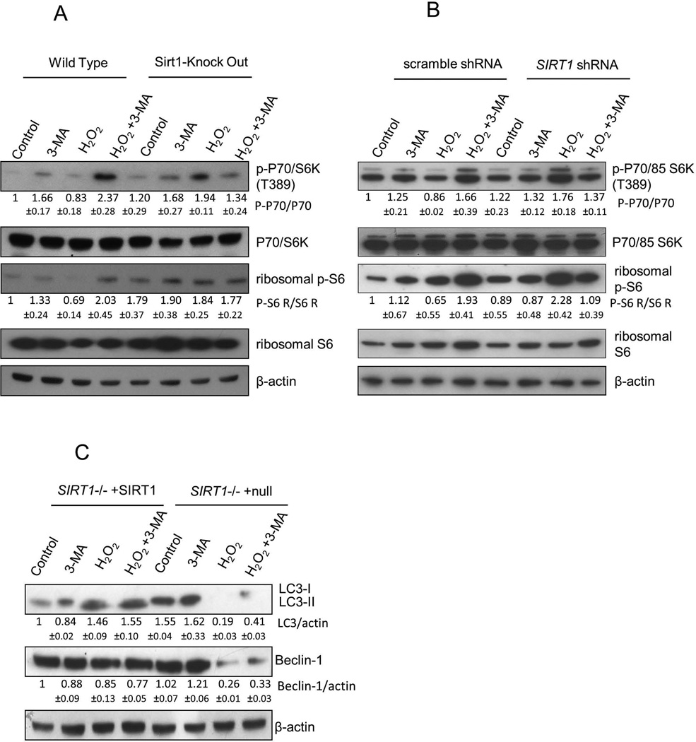 SIRT1 positively regulates autophagy and mitochondria function in ...