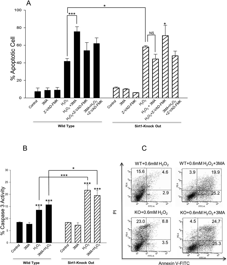 SIRT1 positively regulates autophagy and mitochondria function in ...