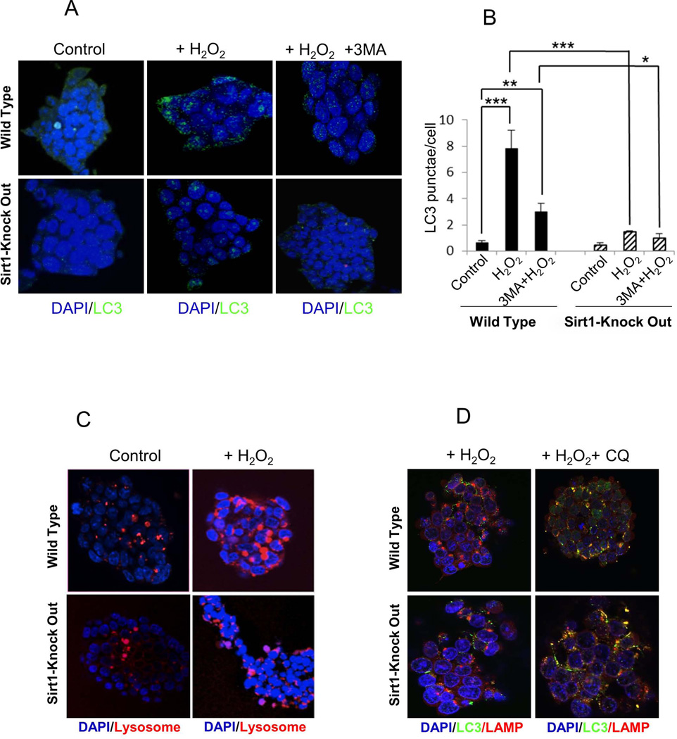 SIRT1 positively regulates autophagy and mitochondria function in ...