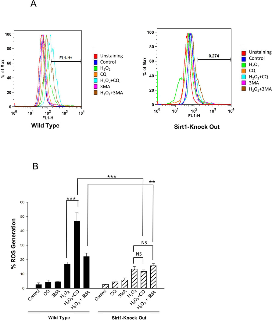 SIRT1 positively regulates autophagy and mitochondria function in ...