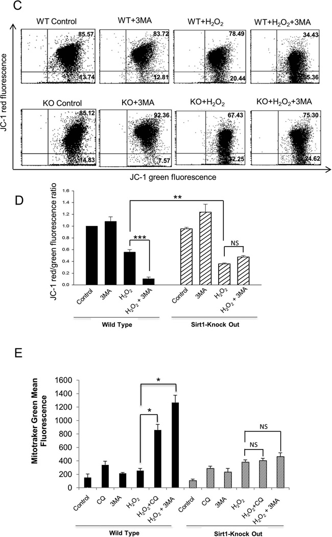 SIRT1 positively regulates autophagy and mitochondria function in ...