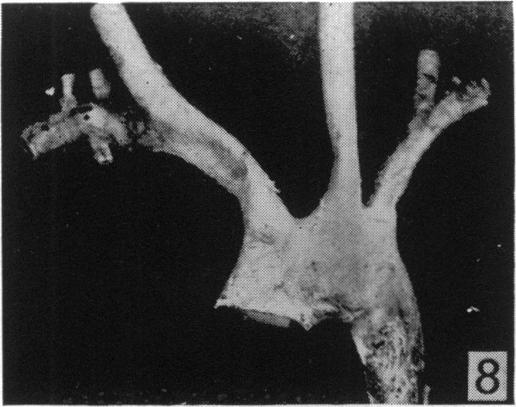 Fig. 8