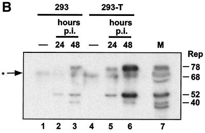 FIG. 7