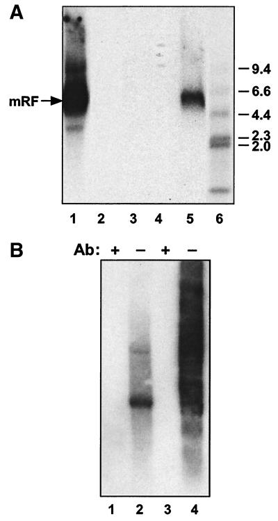 FIG. 6