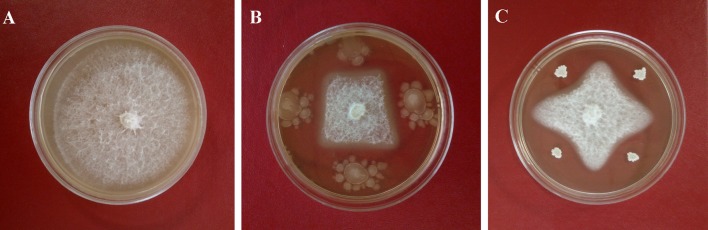 Fig. 1