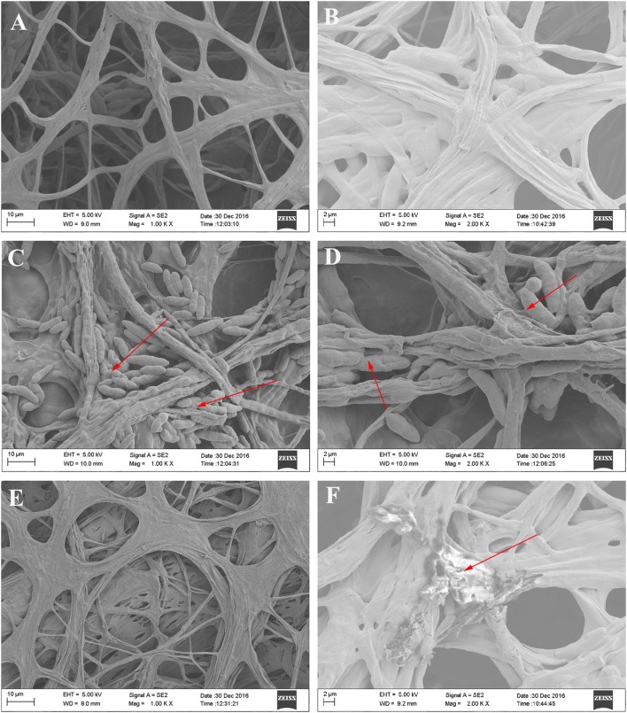 Fig. 7